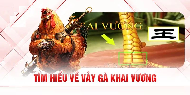 Hướng dẫn cách chăm sóc, đào tạo gà vảy khai vương